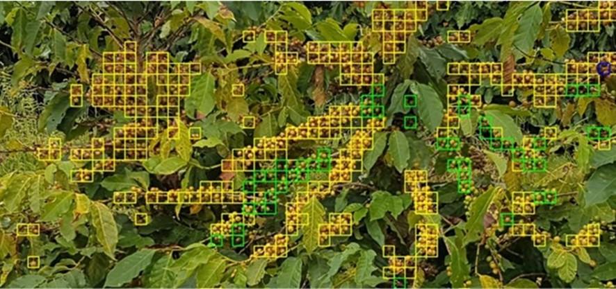 Bioinformática e IA aceleram o melhoramento genético do agro