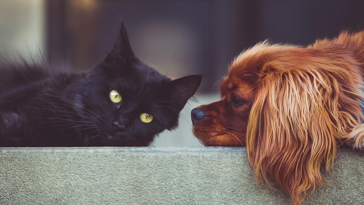 Telemedicina veterinária promete revolucionar a vida dos pets