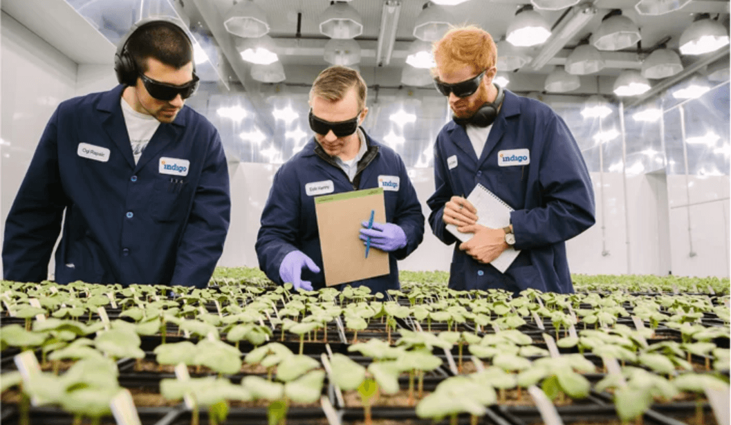 IA impulsiona biotecnologia e sustentabilidade no agronegócio