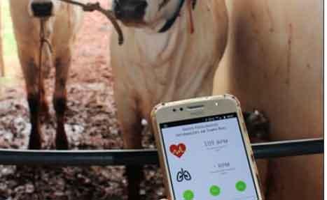 Embrapa desenvolve sistemas de IoT para a pecuária