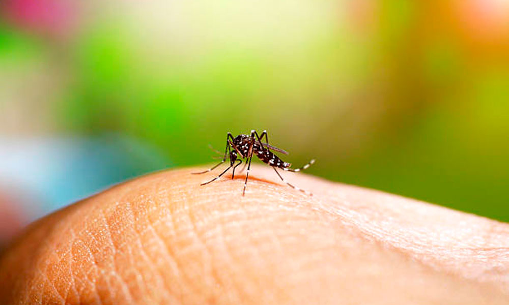 Universidades usam recursos de IA para combater a dengue